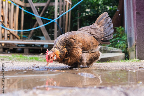 A hen pecks at a puddle looking for insects to eat.