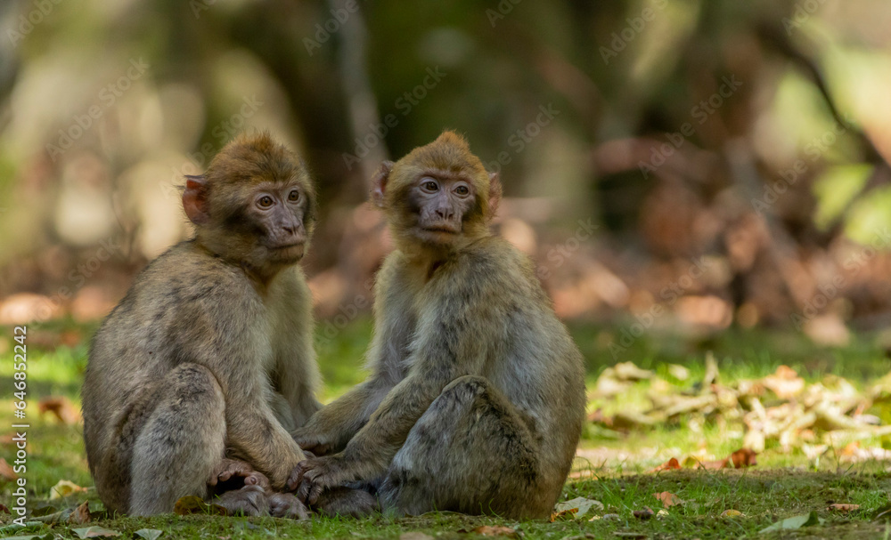 Barbary macaques are together in a park on Lake Constance Barbary macaques are together in a park on Lake Constance