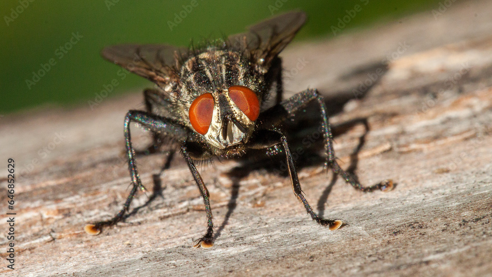 fly on leaf fly on leaf