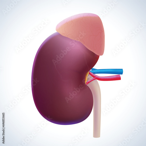 3D illustrations of human kidney and adrenal glands used in medicine, science, education, industry and commerce.