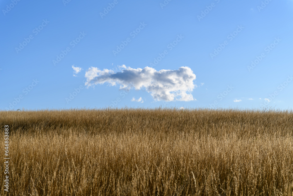 A cornfield with blue sky and a cloud A cornfield with blue sky and a cloud