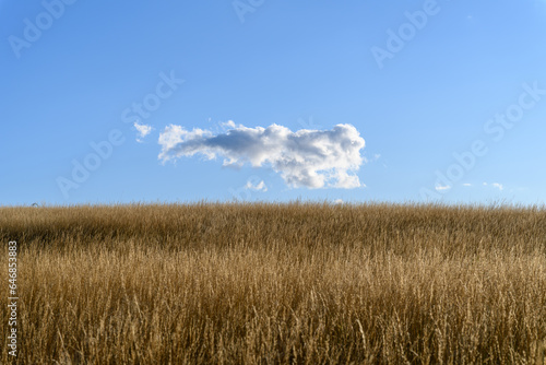 A cornfield with blue sky and a cloud