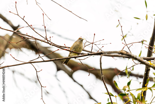 Photography Female Blackcap (Sylvia atricapilla) at Botanic Gardens, Dublin, Ireland
