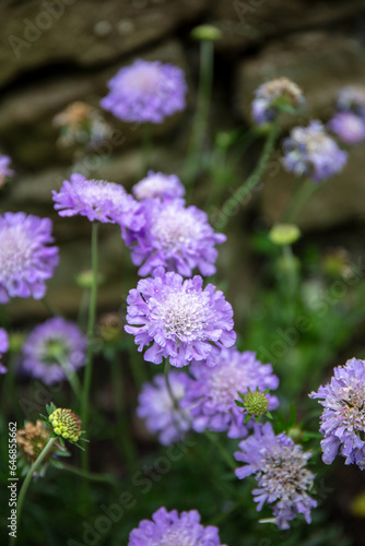 Close-up of Scabious, butterfly blue in bloom
