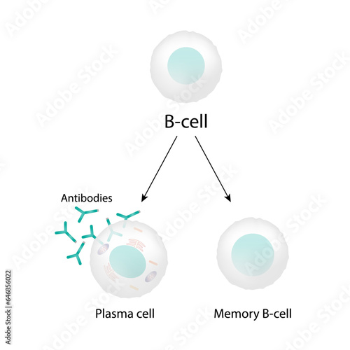 B-cell leukocytes. B lymphocytes. Plasma cell and memory B cell. b cell differentiation, antigen stimulation of surface receptor, plasma cell producing monoclonal antibodies. Vector illustration.