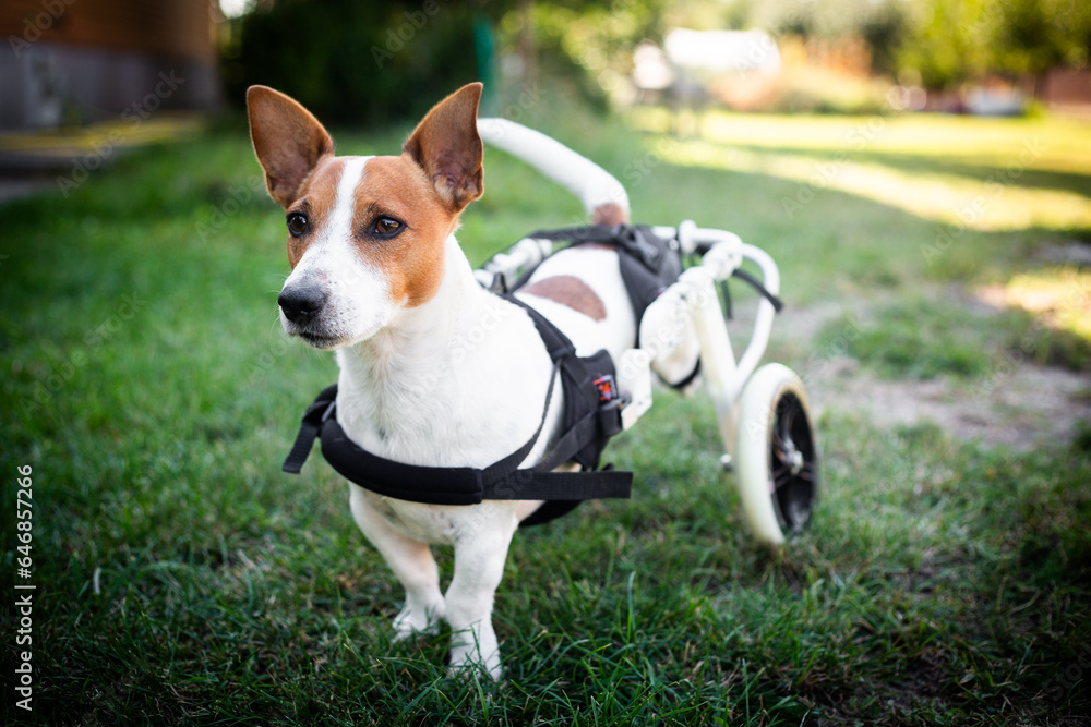 Disabled dog on a wheelchair. Jack Russell terrier on a wheelchair