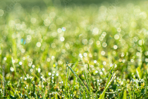 Wet spring green grass background with dew lawn natural. Beautiful water drop sparkle in sun on leaf in sunlight. Drops of dew on a green grass. Green grass on meadow