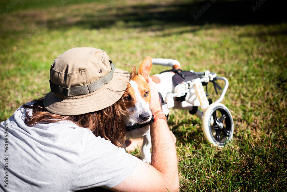 Disabled dog in a wheelchair. Jack Russell terrier in a wheelchair