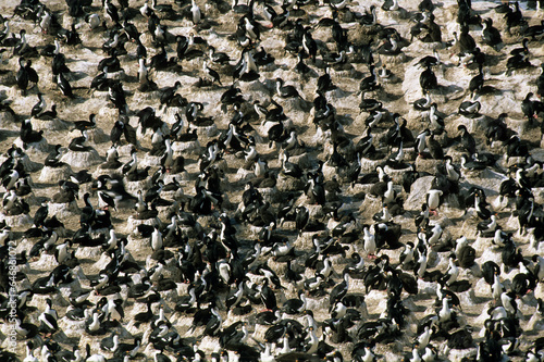 Cormoran impérial,.Leucocarbo atriceps , Imperial Shag, Iles Falkland, Malouines