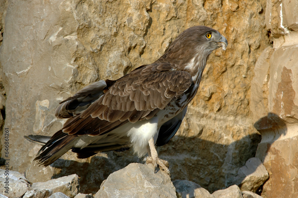 Circaète Jean le Blanc,.Circaetus gallicus, Short toed Snake Eagle Circaète Jean le Blanc,.Circaetus gallicus, Short toed Snake Eagle