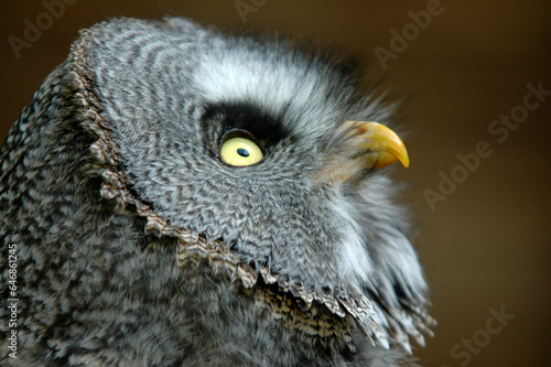 Chouette lapone,.Strix nebulosa, Great Grey Owl