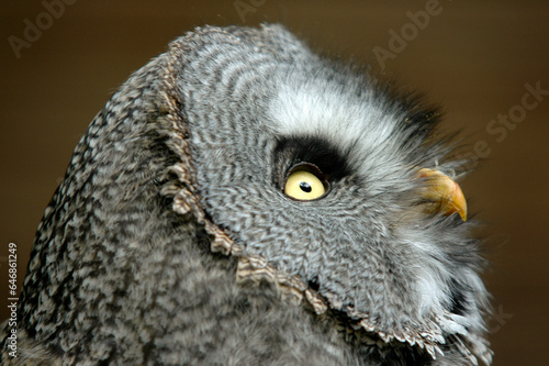 Chouette lapone,.Strix nebulosa, Great Grey Owl