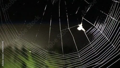 The spider weaves a web at night. Shooting video at night using an electric flashlight.