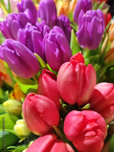 Purple and red tulips bouquet