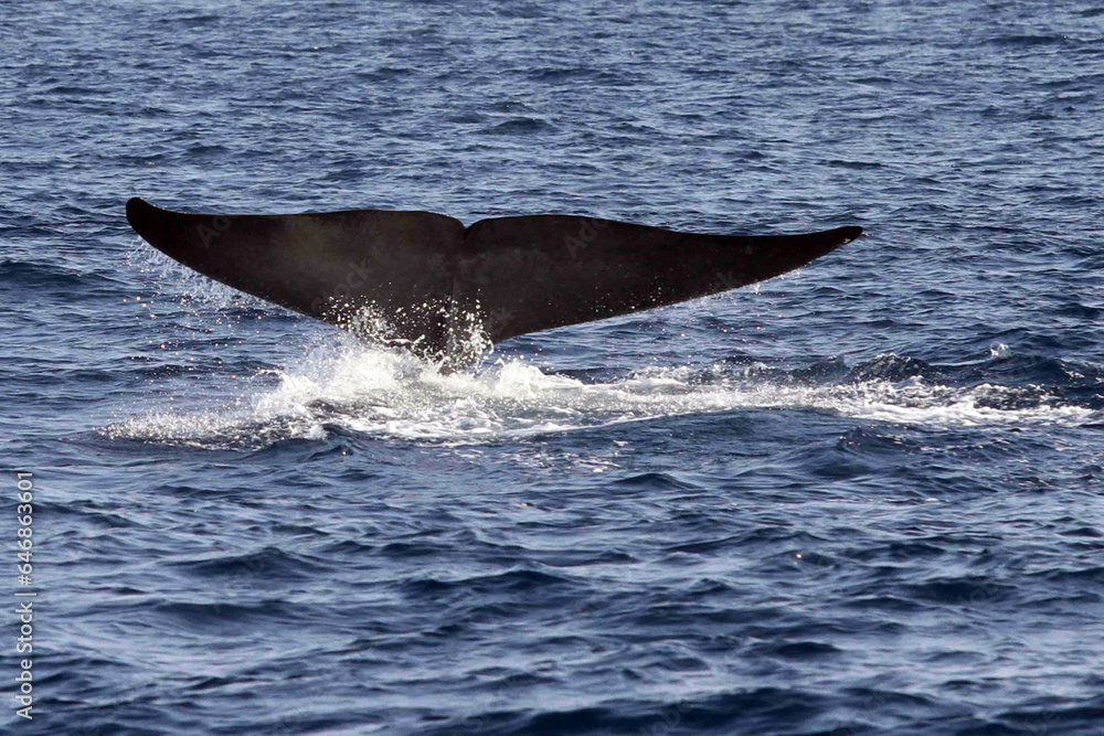 Fototapeta premium dolphin in the water