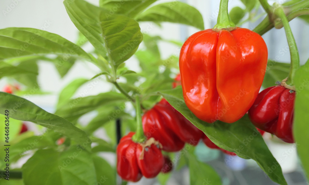 Red hot chili pebbers on a plant - ripe and ready to pick and use in spicy food Red hot chili pebbers on a plant - ripe and ready to pick and use in spicy food