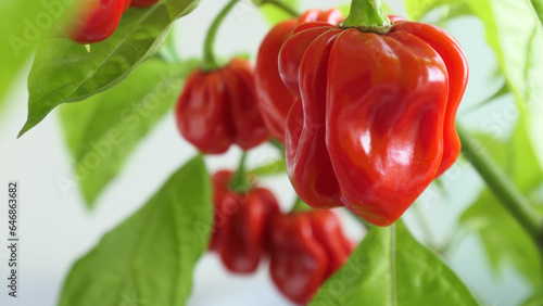Red hot chili pebbers on a plant - ripe and ready to pick and use in spicy food