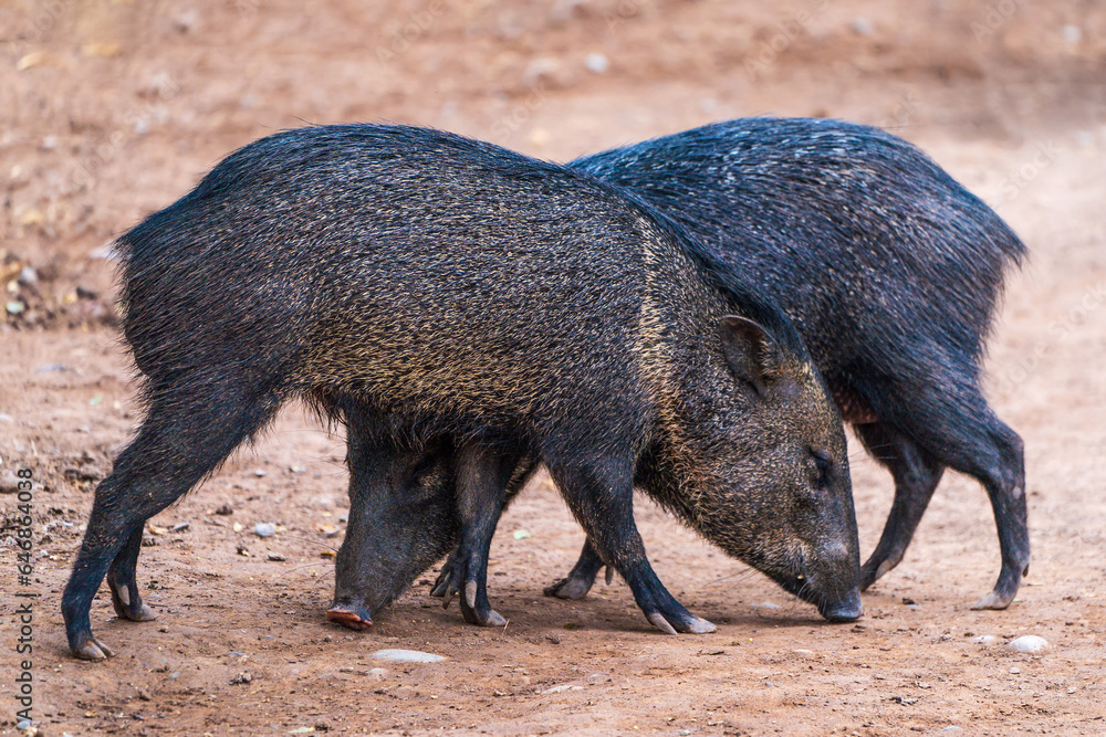 collared peccary (Dicotyles tajacu) collared peccary (Dicotyles tajacu)