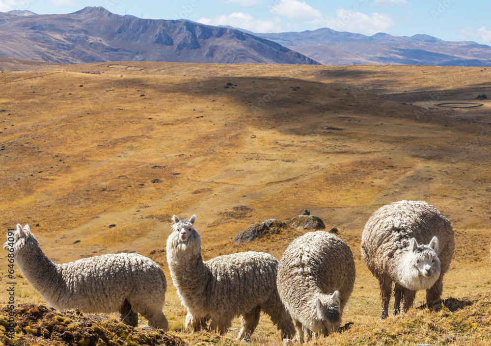 Fototapeta premium Alpaca