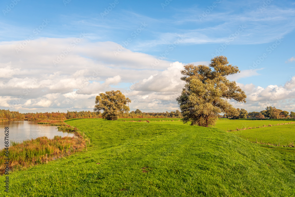 Dutch National Park De Biesbosch in the fall season. The reed plants