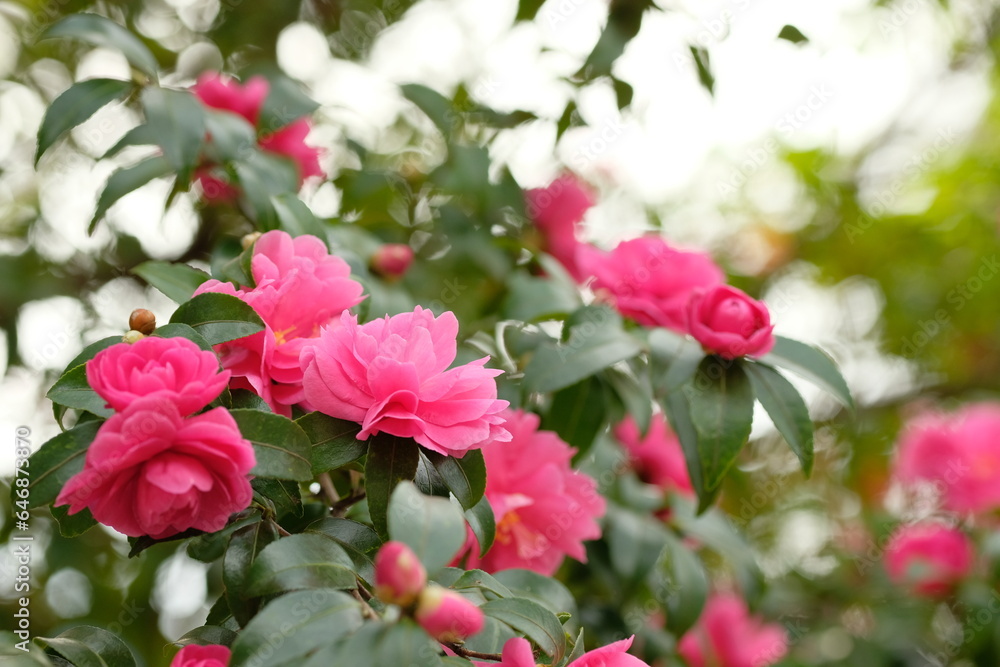 pink sasanqua flower in full blooming pink sasanqua flower in full blooming
