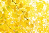 leaves of ginkgo tree in  autumn