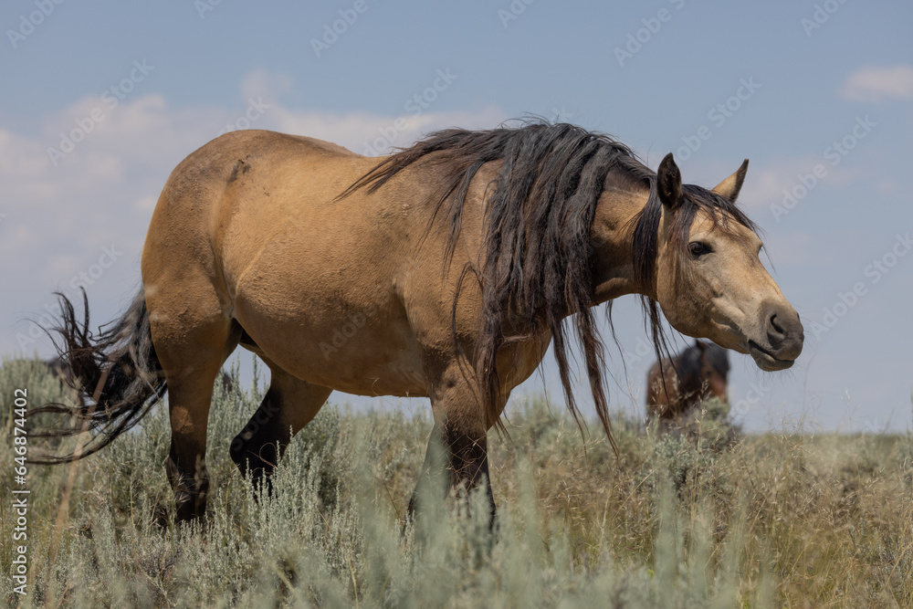 Wild Horse in the Wyoming Desert in Summer