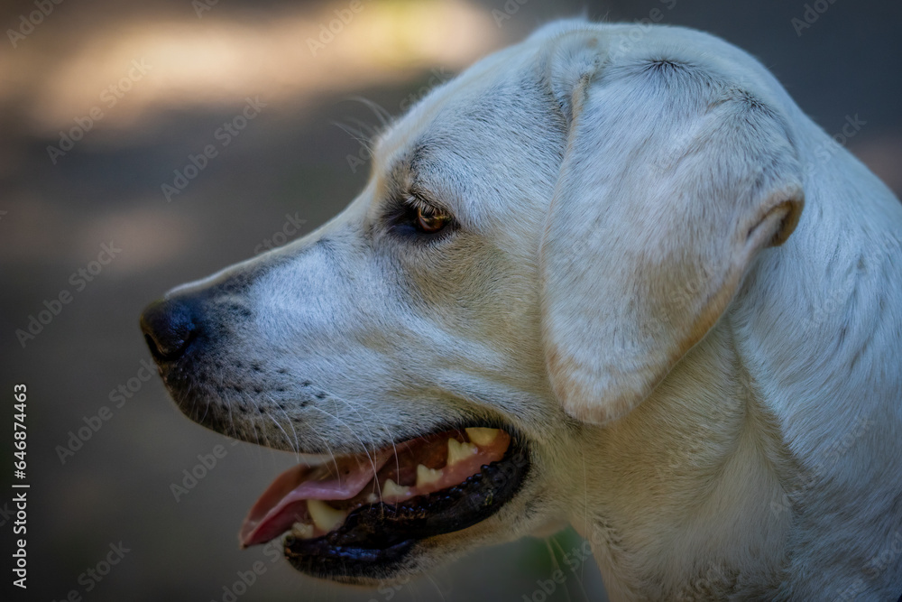 close-up side-view portrait of a labrador dog close-up side-view portrait of a labrador dog