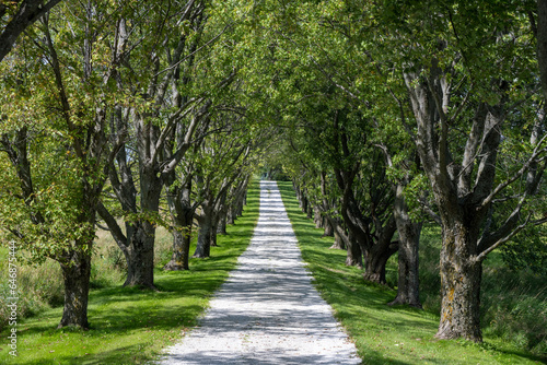 Fototapeta Naklejka Na Ścianę i Meble -  Entrance lined with mature trees to an estate in Vermont