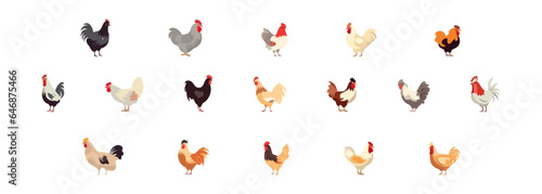 Chicken set flat cartoon isolated on white background. Vector illustration © Bamby