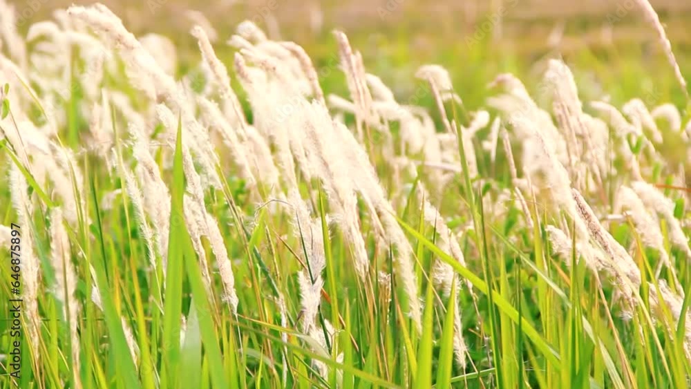 Grass reeds flowers swaying wind blow with exposure to sunlight Grass reeds flowers swaying wind blow with exposure to sunlight