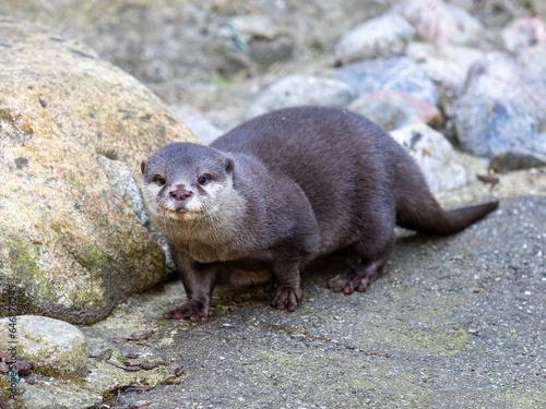 Asian small-clawed otter looking at the camera