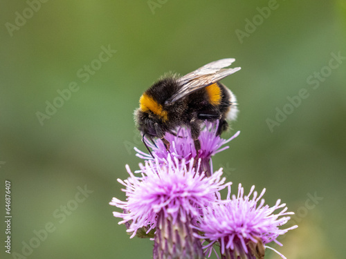 Bumblebee sitting on a bright purple thistle blossom © Harald