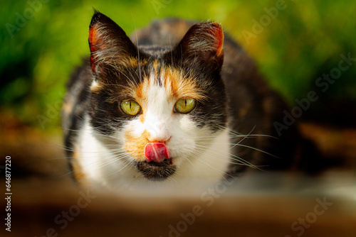 Calico Cat