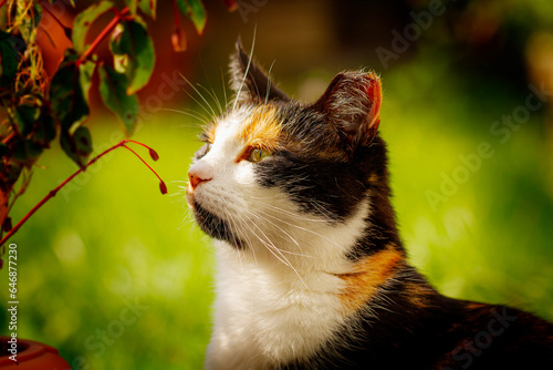 Calico Cat