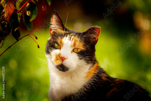 Calico Cat