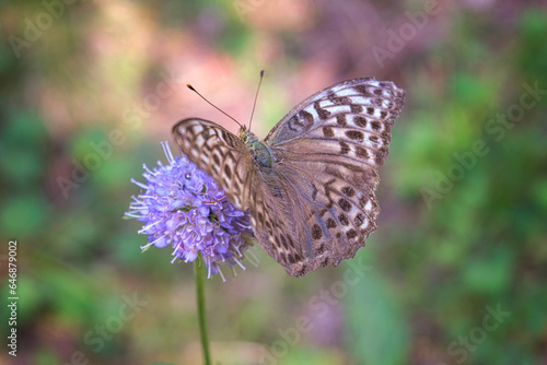 Butterfly fritillary with open orange wings with dots dotted on a flower.