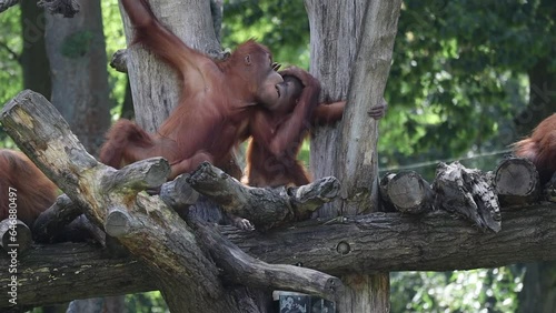 Sumatran Orangutan Playing with each other on Tree Trunk in Zoo. Playful Pongo Abelii in Zoological Garden.