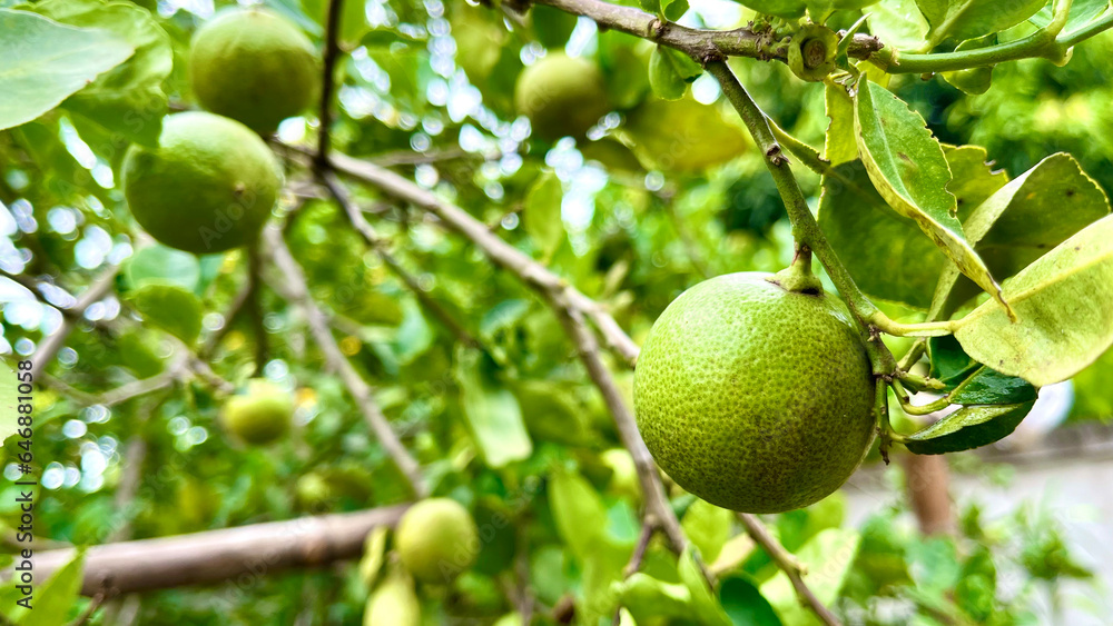 Green limes on a tree / Fresh lime citrus fruit high vitamin C in the garden farm agricultural with nature green blur background at summer Green limes on a tree / Fresh lime citrus fruit high vitamin C in the garden farm agricultural with nature green blur background at summer
