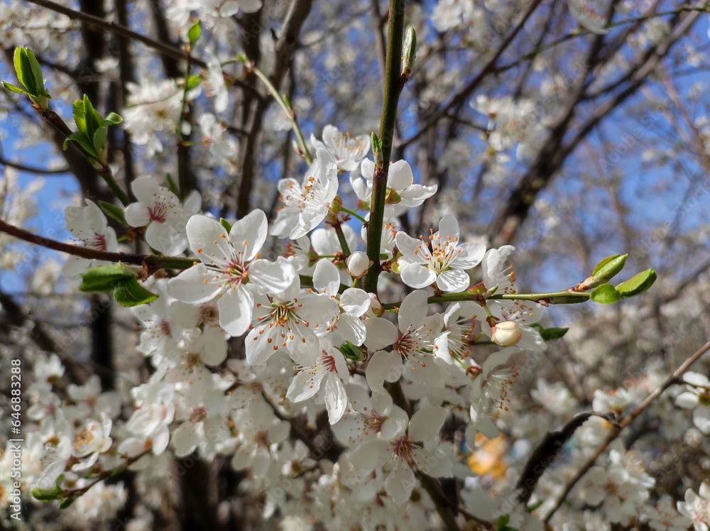Obraz premium White Plum blossoms, branches, blue sky