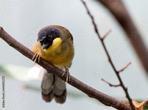 Blue-crowned laughingthrush (Garrulax courtoisi)