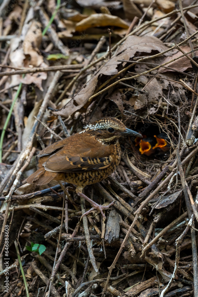 Eared Pitta Black eyes, white-brown eyebrows The eyes have long tufts of fur that resemble ears. body on sugar The underside is yellow-brown. Black scales, wings with reddish-yellow brown spots. Eared Pitta Black eyes, white-brown eyebrows The eyes have long tufts of fur that resemble ears. body on sugar The underside is yellow-brown. Black scales, wings with reddish-yellow brown spots.