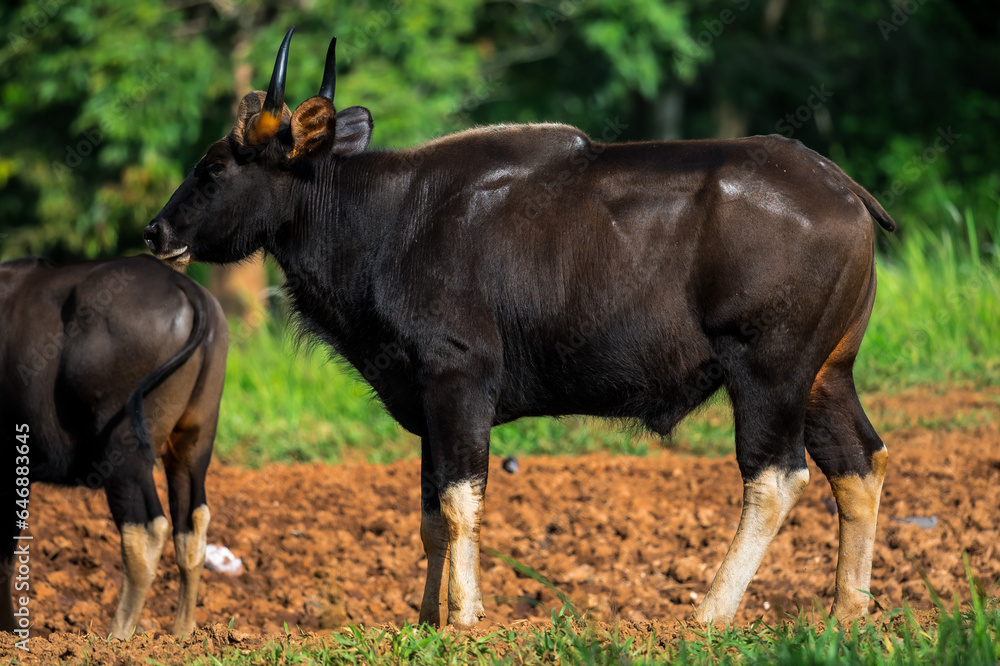 Gaur (Bos gaurus) The fur is short, cropped and shiny, black or brown. The legs are soft white, like wearing socks. The forehead area has a grayish-white or yellowish Bodhi face. High mid-back