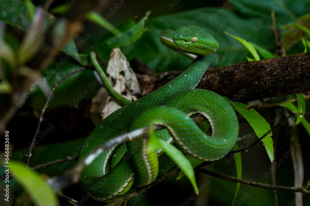Vogel's Green Pitviper It is a dangerous mild venomous snake. Bigger than a green snake. It has white lips and belly. lighter green and has a green tail tip Vogel's Green Pitviper It is a dangerous mild venomous snake. Bigger than a green snake. It has white lips and belly. lighter green and has a green tail tip