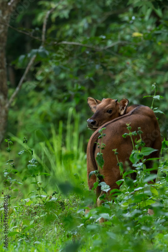 Gaur (Bos gaurus) The fur is short, cropped and shiny, black or brown. The legs are soft white, like wearing socks. The forehead area has a grayish-white or yellowish Bodhi face. High mid-back