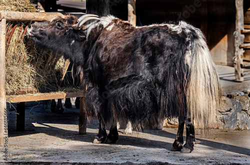 Black and white domestic yak eats hay. Latin name - Bos grunniens and Bos mutus	 photo