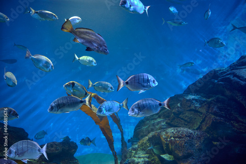 A group of fishes  swimming in the ocean