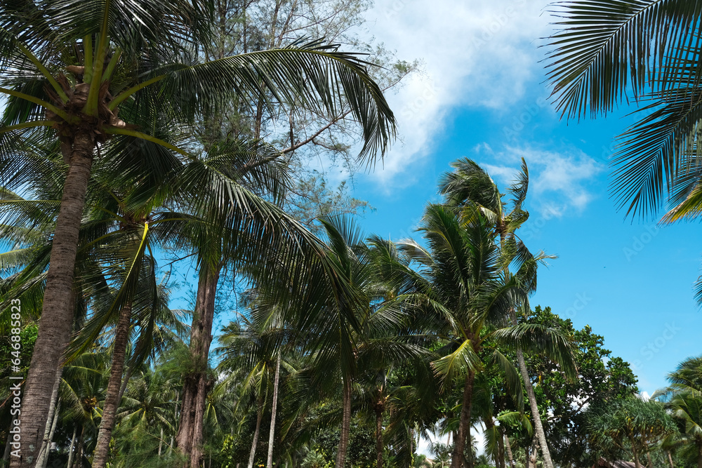 Fototapeta premium Coconut palm tree on blue sky background in Asia
