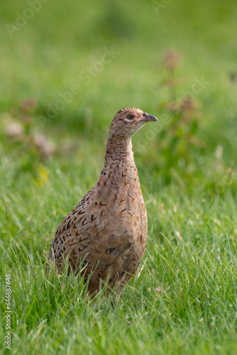 Pheasant Mother