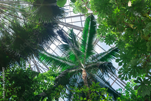 crowns of palm trees and other tropical trees under the glass ceiling of the greenhouse
